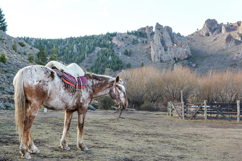 Cavalgada La Fragua Bariloche